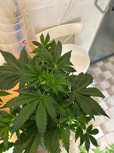 Growreport Bild 67