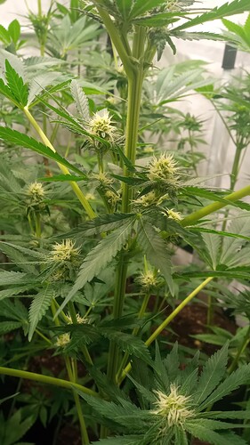 Growreport Bild 51
