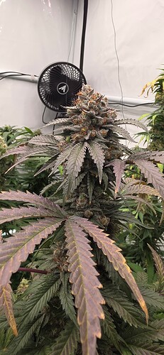 Growreport Bild 5