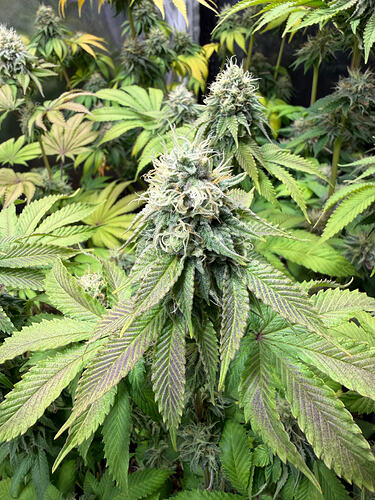 Growreport Bild 8