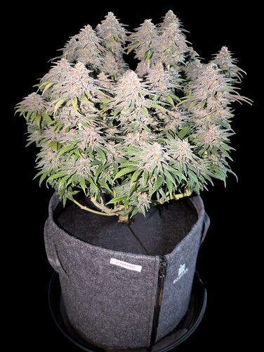 Growreport Bild 6