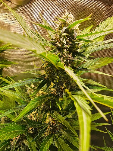 Growreport Bild 31