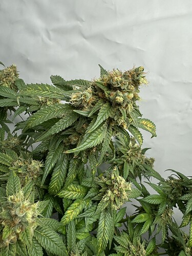 Growreport Bild 9