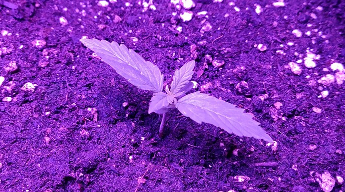 Growreport Bild 19