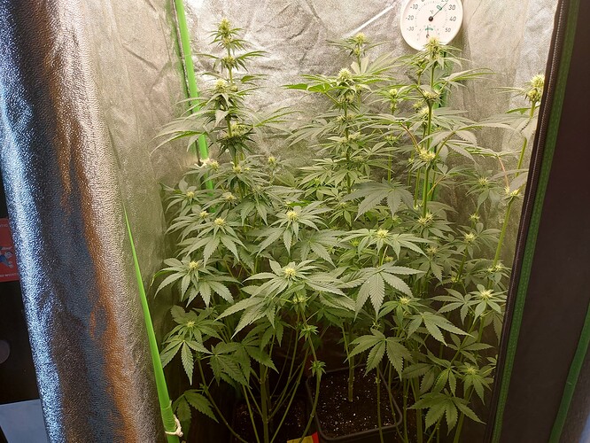 Growreport Bild 5