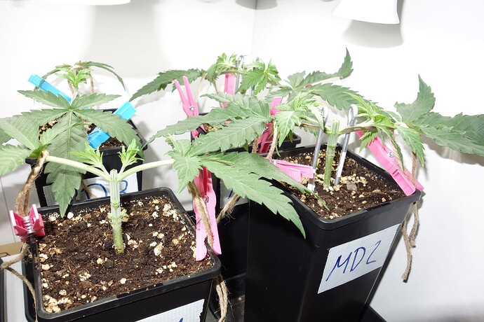 Growreport Bild 4