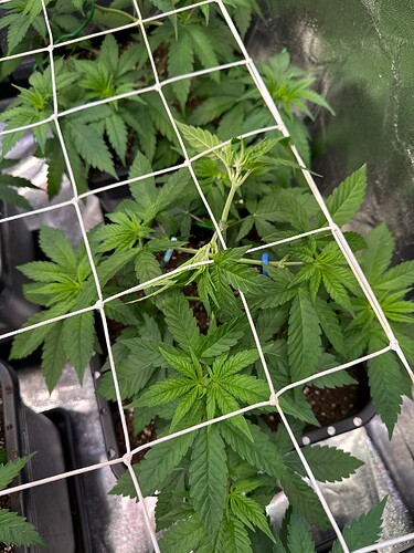 Growreport Bild 81