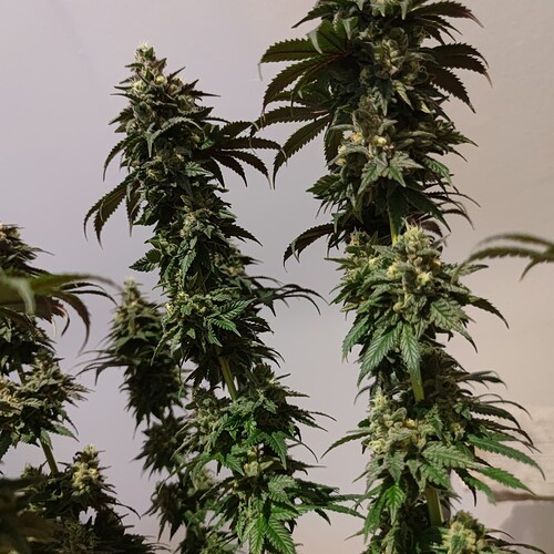 Growreport Bild 4