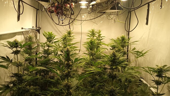 Growreport Bild 58