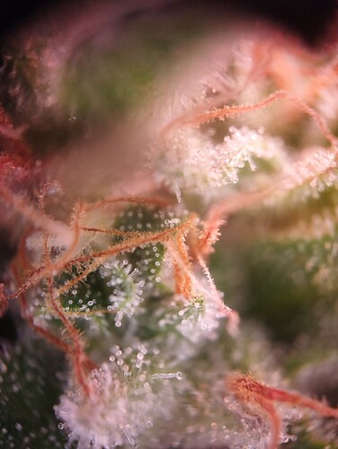 Growreport Bild 28