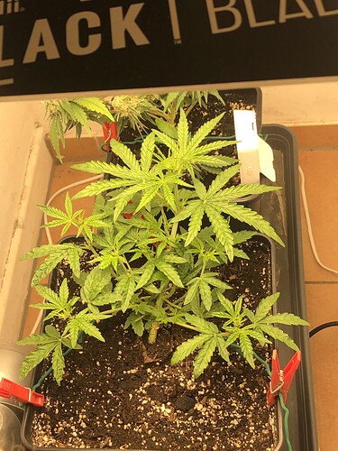 Growreport Bild 14