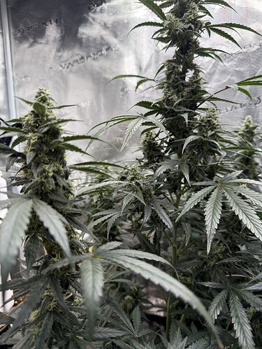 Growreport Bild 15