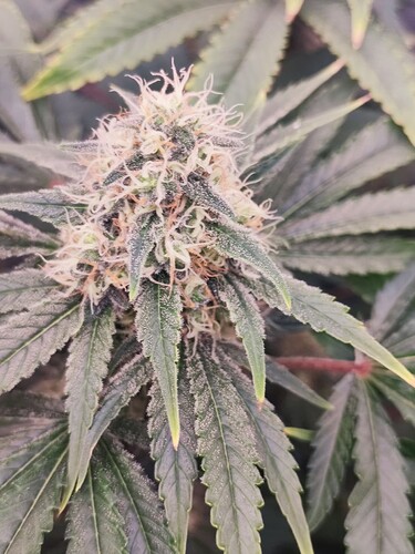 Growreport Bild 31