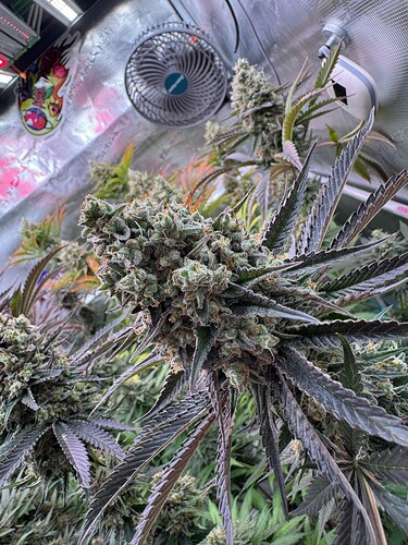 Growreport Bild 19