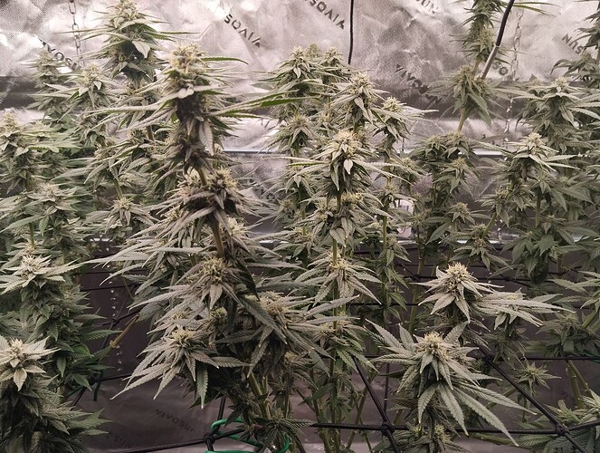 Growreport Bild 4