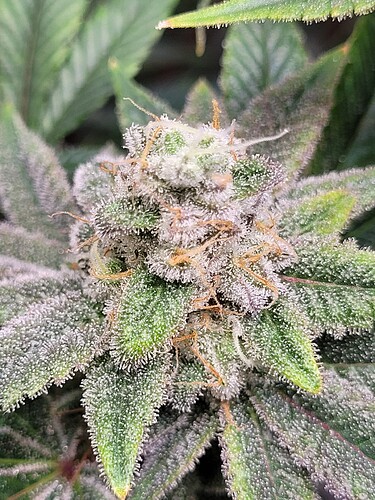 Growreport Bild 28