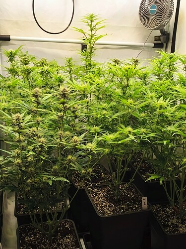 Growreport Bild 5