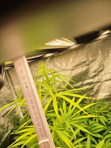 Eine junge Cannabispflanze im Wuchsstadium wird mit einem Lineal gemessen. Die Pflanze hat mehrere Verzweigungen und typische Fächerblätter. Im Hintergrund sind Grow-LEDs zu sehen.