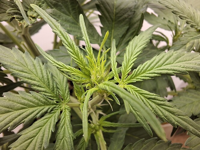 Growreport Bild 60