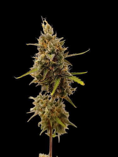 Growreport Bild 12