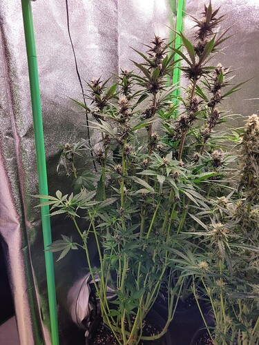 Growreport Bild 5