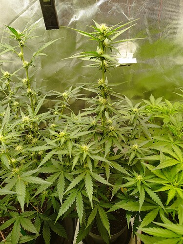 Mehrere Cannabis-Pflanzen in der Blütephase, die in einem Zelt wachsen.