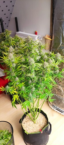 Growreport Bild 15