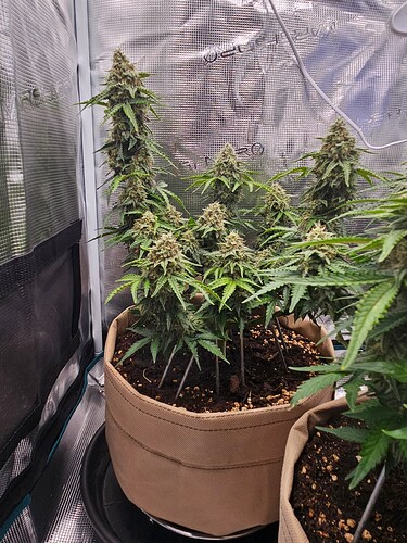 Growreport Bild 93