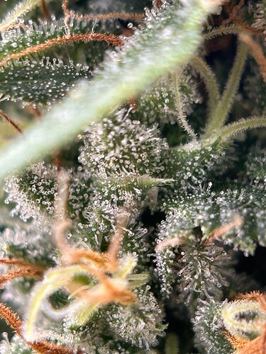 Growreport Bild 7