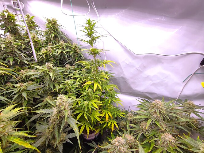 Growreport Bild 78
