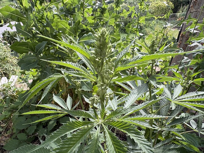 Growreport Bild 8