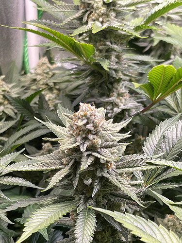 Growreport Bild 18