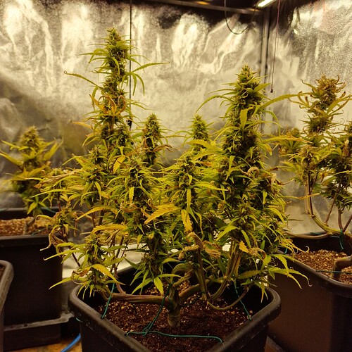 Growreport Bild 5