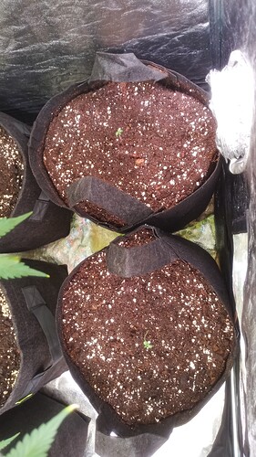 Growreport Bild 4