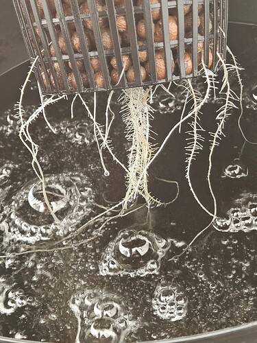 Growreport Bild 1