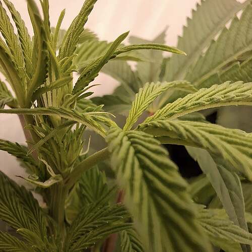 Growreport Bild 9