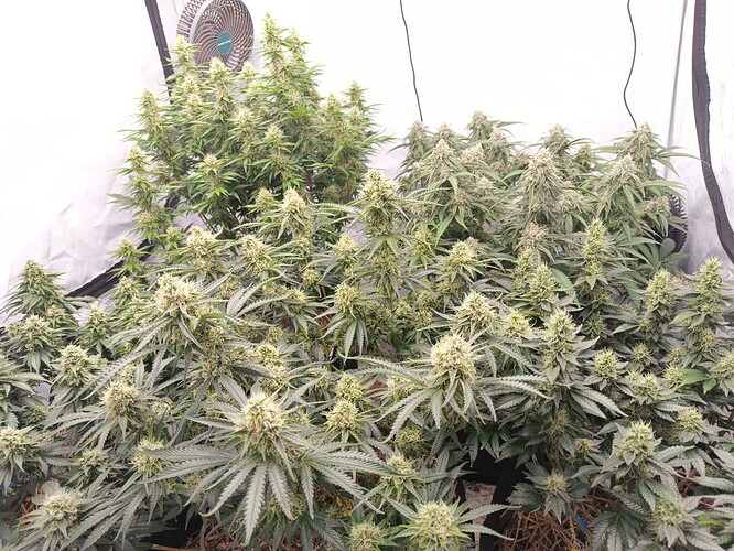Growreport Bild 7