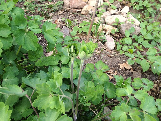 Growreport Bild 41