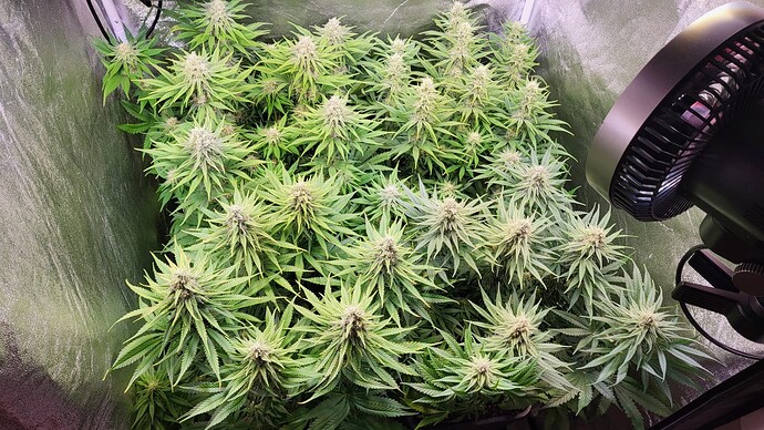 Growreport Bild 3