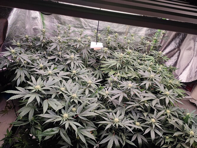 Growreport Bild 31