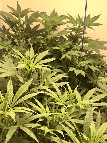 Growreport Bild 3