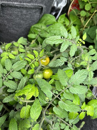 Growreport Bild 5