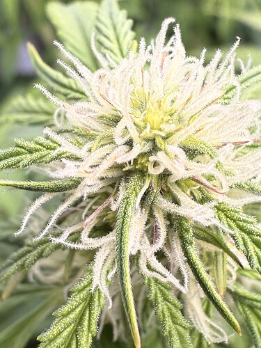 Growreport Bild 7