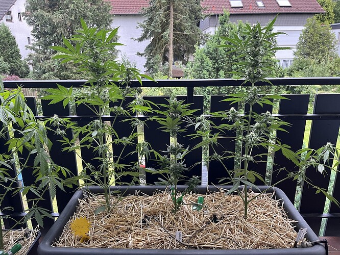 Growreport Bild 3