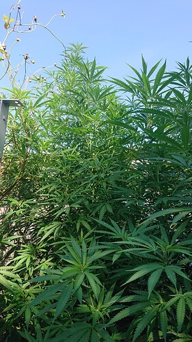 Growreport Bild 9