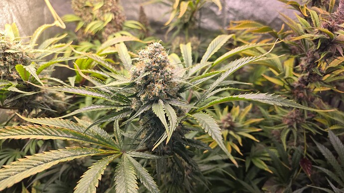 Growreport Bild 15