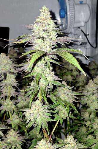 Growreport Bild 12