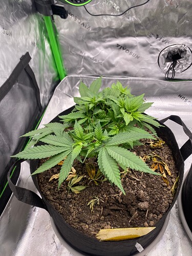 Growreport Bild 2