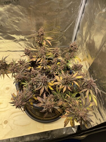 Growreport Bild 1
