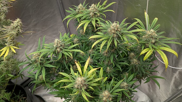 Growreport Bild 4